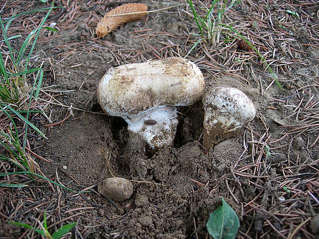 Agaricus pequinii    (Boud.)    Singer